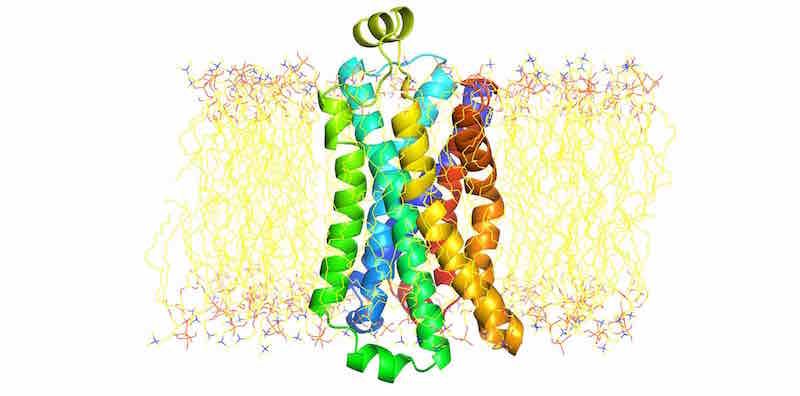 B2AR in membrane